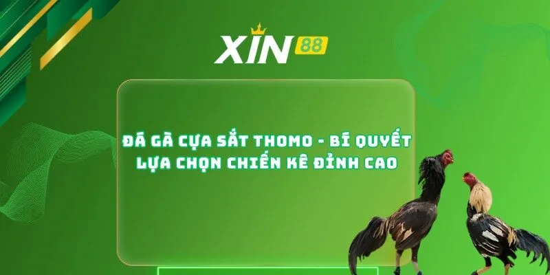 Đá Gà Cựa Sắt Thomo - Bí Quyết Lựa Chọn Chiến Kê Đỉnh Cao