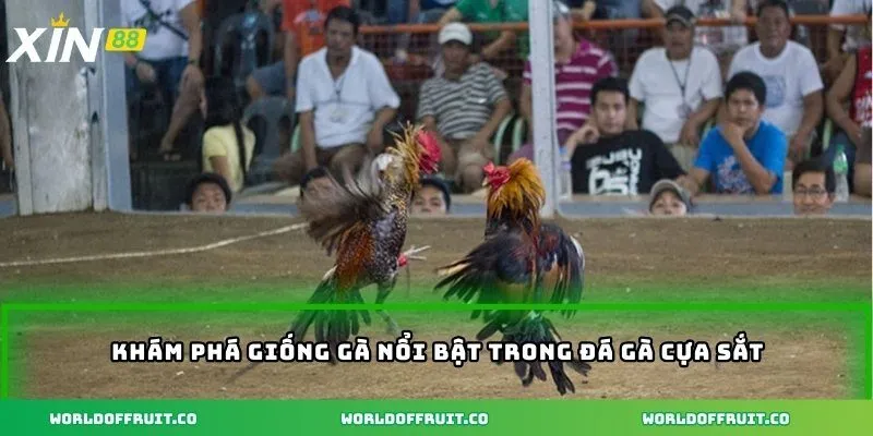 Khám phá giống gà nổi bật trong đá gà cựa sắt 