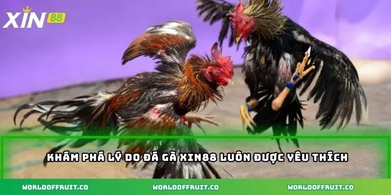 Khám phá lý do đá gà XIN88 luôn được yêu thích