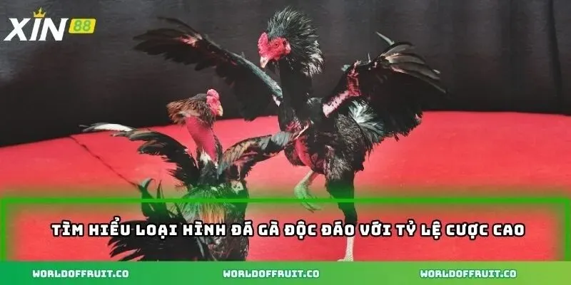 Tìm hiểu loại hình đá gà độc đáo với tỷ lệ cược cao