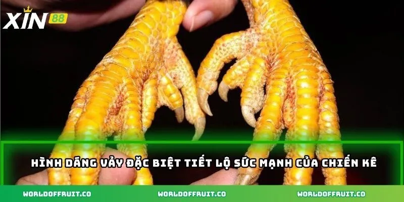 Hình dáng vảy đặc biệt tiết lộ sức mạnh của chiến kê
