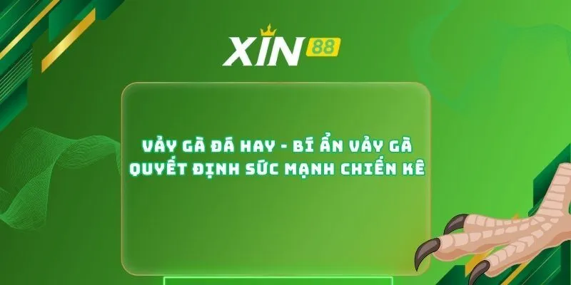 Vảy Gà Đá Hay - Bí Ẩn Vảy Gà Quyết Định Sức Mạnh Chiến Kê